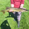 haifisch059