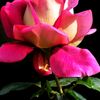 user83760195051507
