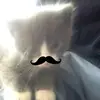 kroyl_