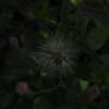 suep_aja5