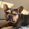 lil.frenchie.elea