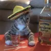 Gato Mexicano - Xadrez