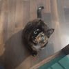 kleine_android0
