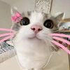hello_people481