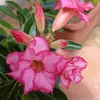 sil.dublagem