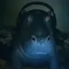 sus_251