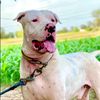 dogloverofficial12