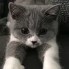 pinkychiffony