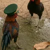 thichdanhbanhohk