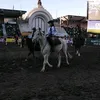 juana.pontes