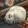 mikadahmad