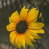 kotw_butach3