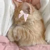 mammulki