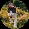 doushabao2cat3