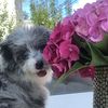 mikatheaussiedoodette