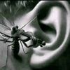 fring414