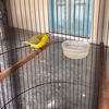 Arjuno bird