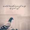 user6272061134956
