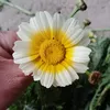 linhduy2223