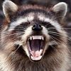scurry_racoon331