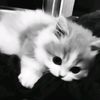 bblueesy_0