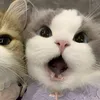 kitty.dulce_