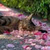 billi_ka_mom