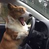 lovepetsfunny