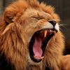 animal.right