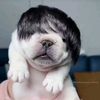 user_1610.v