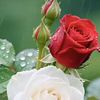 user62421151963845