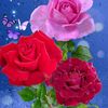 nazir.shah77