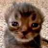 meow88875