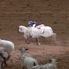 Mutton Bustin