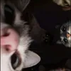 taminh_1105
