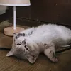 afangirlsperspective