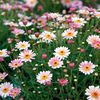 daisytheflower02