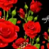 baloch.jan086