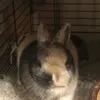 lepetitlapin69