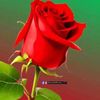 user871381928