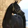 hastyarrr000
