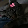 linarocky