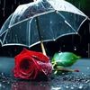 israt.jahan.ripa91