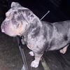 kulgo.kennels