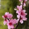 cuong.hoang990