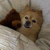 simbabear9