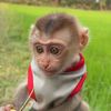 Little Sweet Tiny Monkey cute