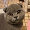 Mochi