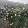 summar.abbas66