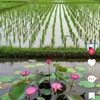 kiu.oanh.nguyn.th570